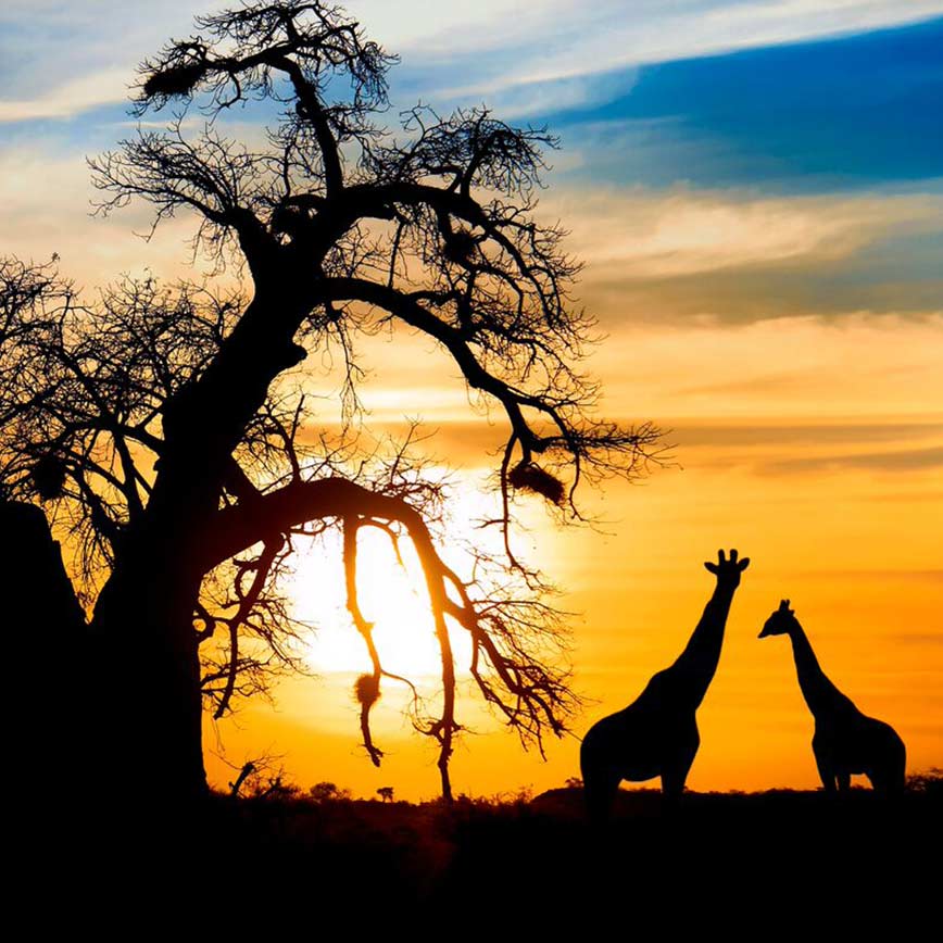 South Africa and Mozambique, 14 days from  £8,721